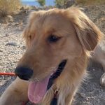 Dorothy Segal - @darling_dorothy_of_the_desert - Instagram