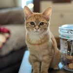 Dorothy Dear - @dodo_dorothy23 - Instagram
