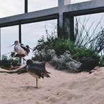 @dorothydyer667pbs - Instagram