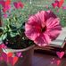 Dorthy Eldridge - Facebook