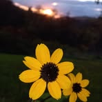 Dorothy Good - Facebook