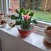 Dorothy Hamilton - Facebook