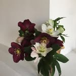Dorothy Herring - @dorothyherring70 - Instagram