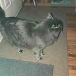 Dorothy Joann Hutton Hamilton - @grann81858 - Instagram