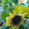 dorothyjamison458 - @dorothyjamison458 - TikTok