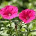 Dorothy Joyner - Facebook