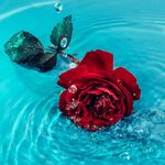 Dorothy Lancaster - @dorothylancaster0888 - Instagram