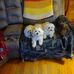 Dorothy Lancaster - Facebook