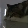 chloe - @dorothylee46 - TikTok