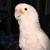 dorothylongo8115 - @dorothylongo8115 - TikTok