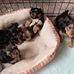 Dorothy home for loving puppies - Facebook