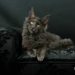Dorothy - @dorothymainecoon - Instagram