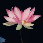 Dorothy Mason - @dorothymasonpaintings - Instagram