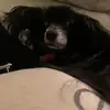 Dorothy McCall - @grumpydog_dorothymccall - TikTok