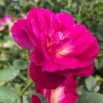 Dorothy McCartney - @dwm1492 - Instagram