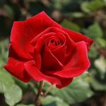 Dorothy McDermott - @dorothy.mcdermott.583 - Instagram