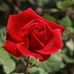 Dorothy McDermott - Facebook