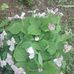 Dorothy Nolan - Facebook