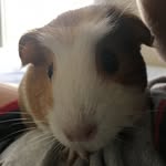 Dorothy Olson - @dorothy.the.guinea - Instagram