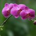 Dorothy Leech - Facebook
