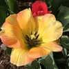 Dorothy Bisbee Randall - @dorothybisbeerand - TikTok