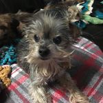 Dorothy Richards - @winnieyorkie - Instagram