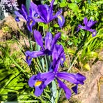 Dorothy Roach - Facebook