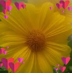 Dorothy Self - Facebook
