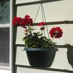 Dorothy Shields - @das28016 - Instagram