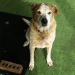 Dorothy Shields Dyer - @djsdyer - Instagram