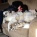 Dorothy Sisson - Facebook