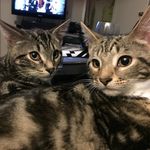 Dorothy & Stanley 😺 - @dorothyandstan - Instagram