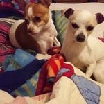 Dorothy Stanley - @dottiedog77 - Instagram