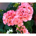 Dorothy Staten - @staten8446 - Instagram