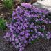 Dorothy Swanson - Facebook
