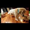 Rebecca Dorothy Topping - @sparklypuppy19 - TikTok