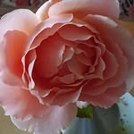 Dorothy Waller - @dorothywaller47 - Instagram