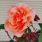 Dorothy Waller - @dorothywaller47 - Instagram