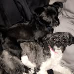 Dorothy&Walter Pup - @dorothy_walter_pups - Instagram