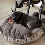 Dorothy Wheaton Judy - @murphy_the_blue - Instagram
