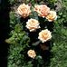 Dorothy Willard - Facebook