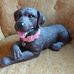 Dorothy Widder - Facebook