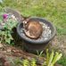 Dorothy Windsor - Facebook