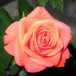 Dorothy Wright - @dorothywright6688 - Instagram