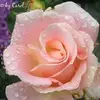 Dorothy Holmes - @dorothy.holmes03 - TikTok