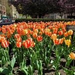 Dorothy McCarthy - @serqet626 - Instagram