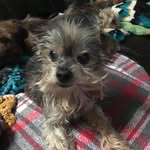 Dorothy Richards - @winnieyorkie - Instagram