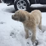 Dodo - @dory_rogers - Instagram