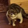 cobbledot - @cobbledot - TikTok