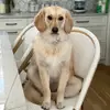 Mindy Sabo Cox - @dottiedotcox - TikTok